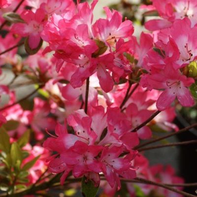 Rhododendron Izumi-No-Mai  -  Japanska Azaleja