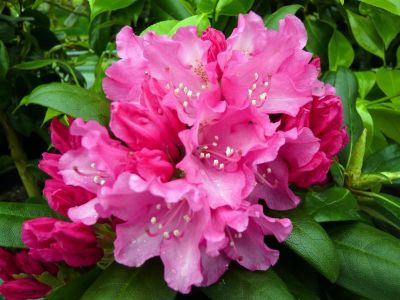 Rhododendron Kalinka - Rododendron