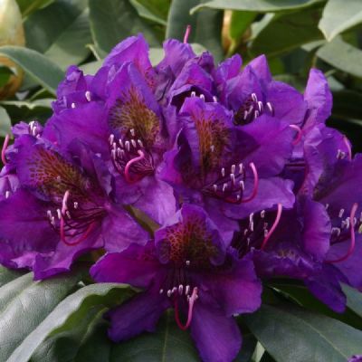 Rhododendron Marcel Menard - Rododendron