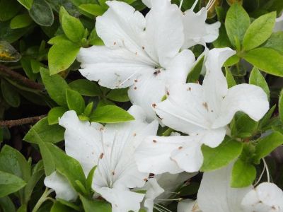 Rhododendron Mary Helen - Japanska Azaleja