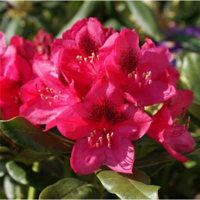 Rhododendron Nova Zembla - Rododendron