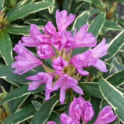 Rhododendron Ponticum Variegatum - Rododendron