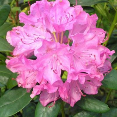 Rhododendron Roseum Elegans - Rododendron