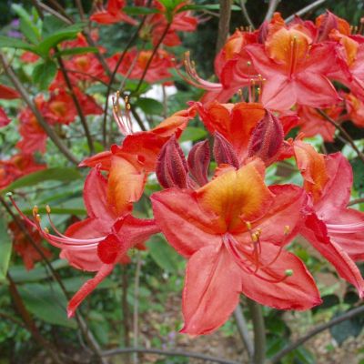 Rhododendron Satan - Rododendron