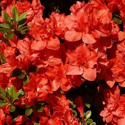 Rhododendron Signalgluhen - Japanska Azaleja