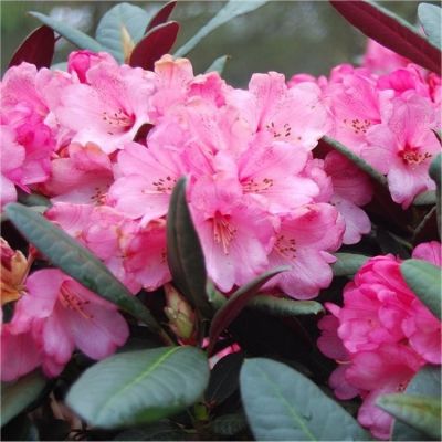 Rhododendron Wine&Roses - Rododendron