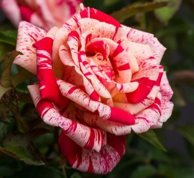 Ruža Čajevka Papageno
