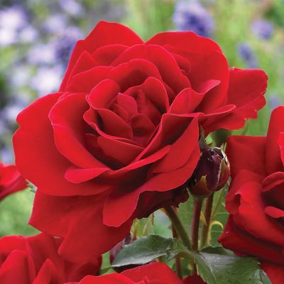 Ruža Polianta Lili Marlen