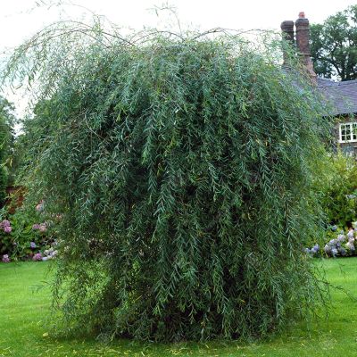 Salix Purpurea Pendula - Purpurna Vrba