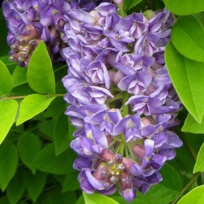 Wisteria Frutescens Longwood Purple - Glicinija