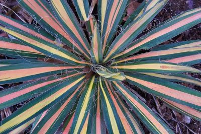Yucca Filamentosa Color Guard - Adamova Igla
