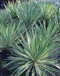 Yucca Gloriosa Variegata - Adamova Igla